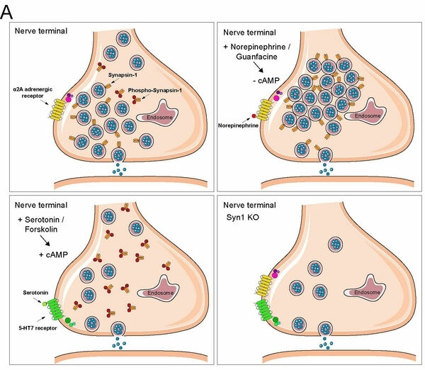 Synapsin and Neuromodulators illustration