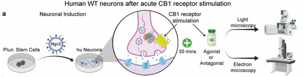 Illustration of human WT neurons after acute CB1 receptor stimulation