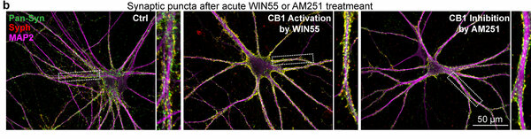 Synaptic puncta after acute WIN55 or AM251 treatment